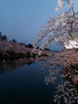 桜 桜祭り,湖,桜の写真素材