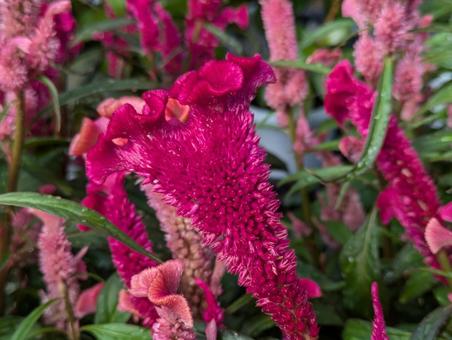ケイトウ ケイトウ,花,flowerの写真素材