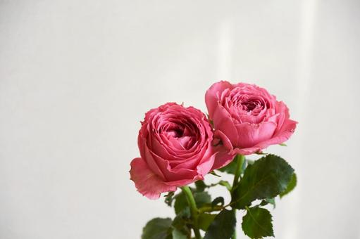 ピンクのばら ピンクのばらの写真