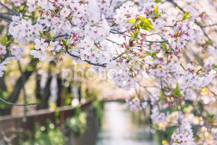 ［東京都目黒区］目黒川の桜 葉桜,目黒川,目黒の写真素材