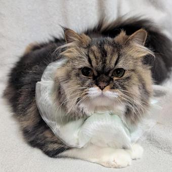 Kitty, JPG