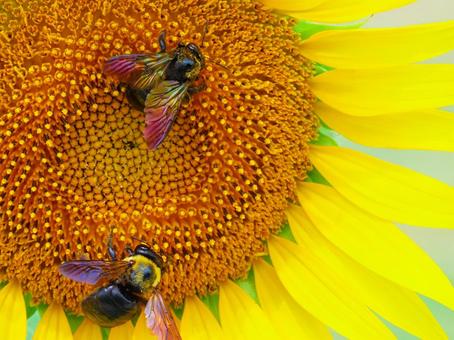 ミツバチとひまわり ミツバチとひまわり ミツバチ,ひまわり,花の写真素材