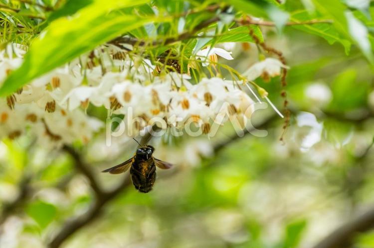 エゴノキとクマバチ(22) 春,花,エゴノキの写真素材