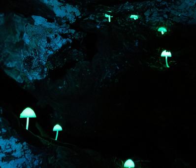 木陰に輝く小さな光 木陰に輝く小さな光 木,きのこ,光の写真素材