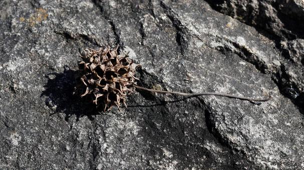 【植物の写真】モミジバフウの実 モミジバフウ,紅葉,紅葉葉楓の写真素材