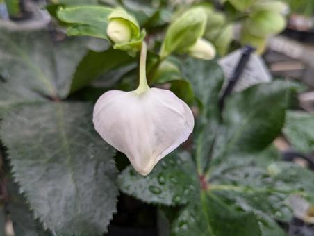 クリスマスローズの蕾の写真