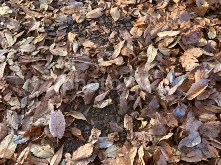 秋の公園　落ち葉　 公園,落ち葉,枯れ葉の写真素材