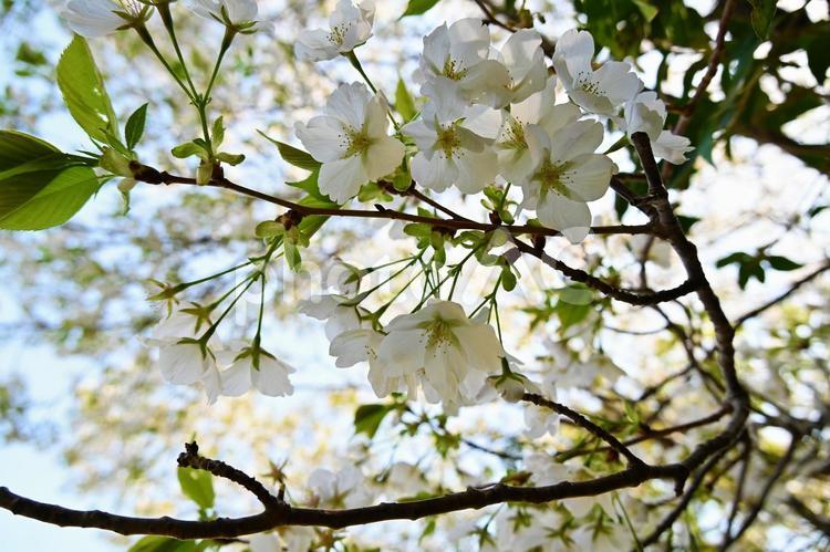 吉野熊野国立公園　桜 自然,野草,吉野熊野国立公園の写真素材