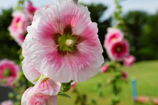 6月上旬の仏生山公園のタチアオイの花 6月上旬の仏生山公園のタチアオイの花 タチアオイ,花,植物の写真素材