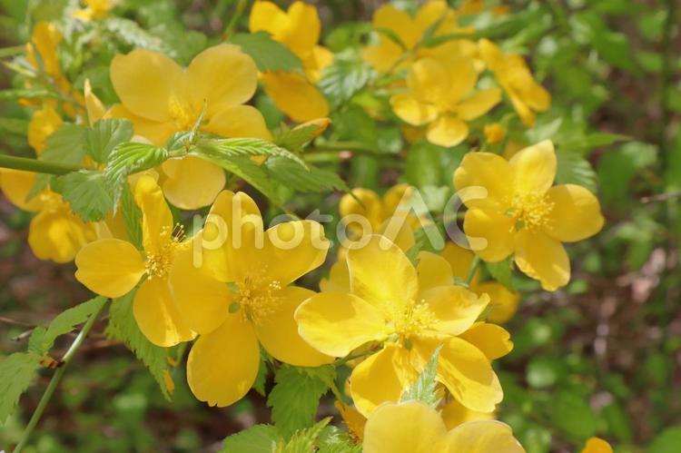 春の風景　山吹（ヤマブキ）の花 山吹,ヤマブキ,花の写真素材