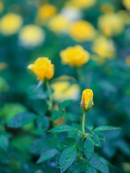 濡れた薔薇 濡れた薔薇 濡れた薔薇,薔薇,バラの写真素材