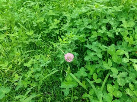 桃色白詰草の写真素材 写真素材なら 写真ac 無料 フリー ダウンロードok