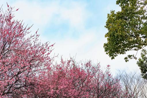 梅の花と風景 梅の花と風景の写真