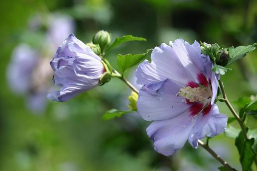 夏の茶室を彩る 夏の茶室を彩る 木槿,花,アオイ科の植物の写真素材