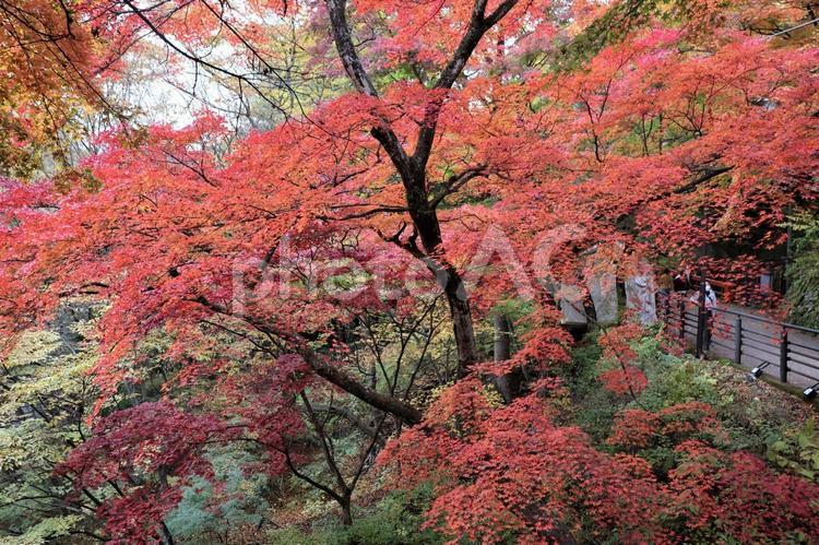 １１月上旬の伊香保温泉の紅葉 背景,紅葉,葉の写真素材