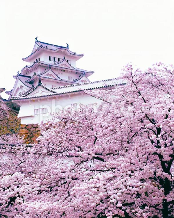 淡く綺麗な桜と白く美しい姫路城 姫路城,白鷺城,桜の写真素材