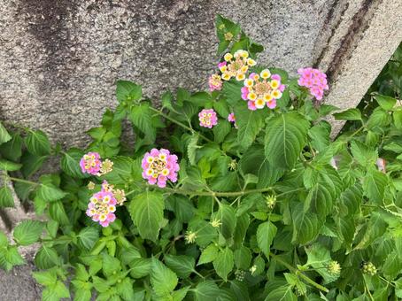 道端のランタナの花 道端のランタナの花の写真