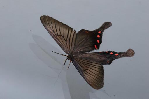 アゲハモドキ アゲハモドキ,蛾,昆虫の写真素材