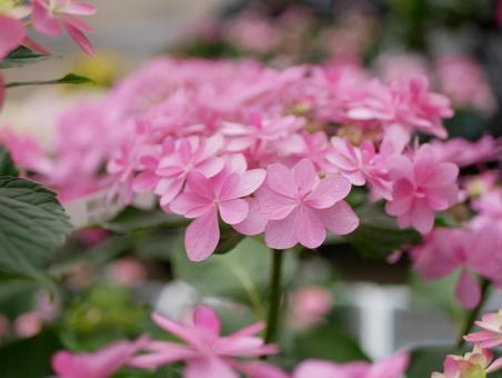 hydrangea, hydrangea, hydrangea, hydrangea, JPG