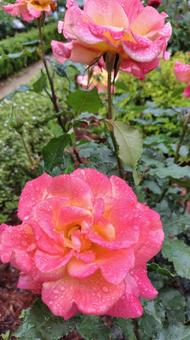 雨上がり、見頃の薔薇 薔薇,バラ,ローズの写真素材