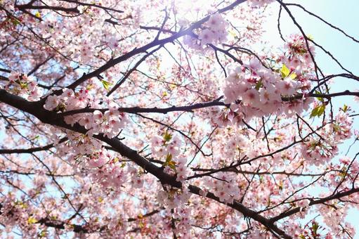 桜 桜の写真
