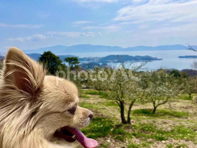 瀬戸内海を眺めるチワワ 犬,いぬ,チワワの写真素材