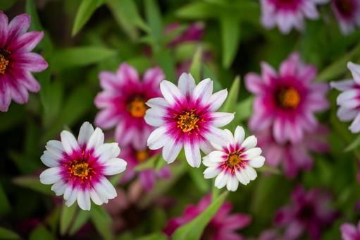 ヒャクニチソウ ヒャクニチソウ,ジニア,花の写真素材