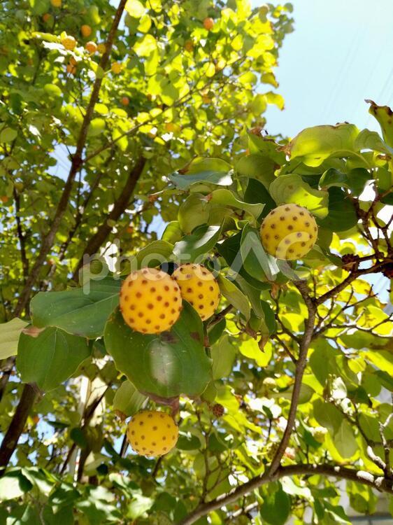 木の実 自然,葉,果物の写真素材