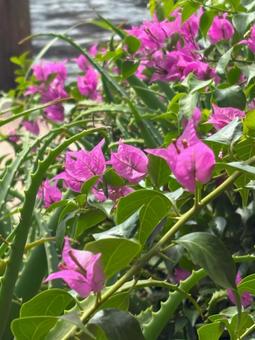 ピンク色お花たち ピンク色お花たちの写真