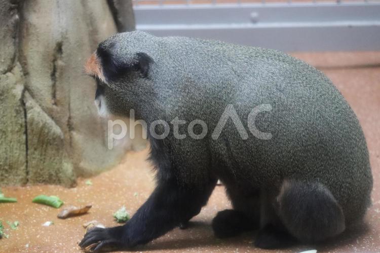 ブラッザグエノン 猿,動物,哺乳類の写真素材