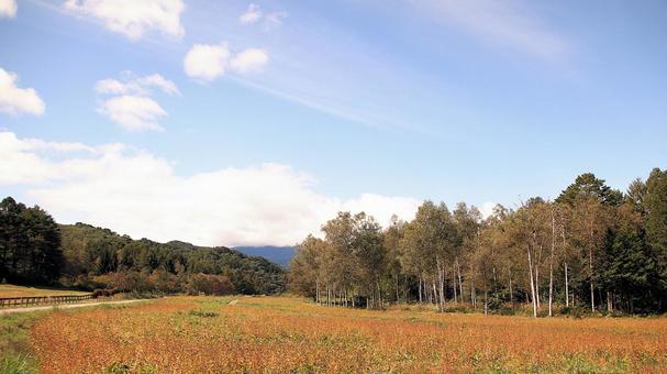 収穫間近な開田高原の蕎麦畑 収穫間近な開田高原の蕎麦畑 秋,開田高原,蕎麦畑の写真素材