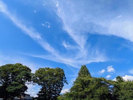 自然 自然 木,自然,木々の写真素材