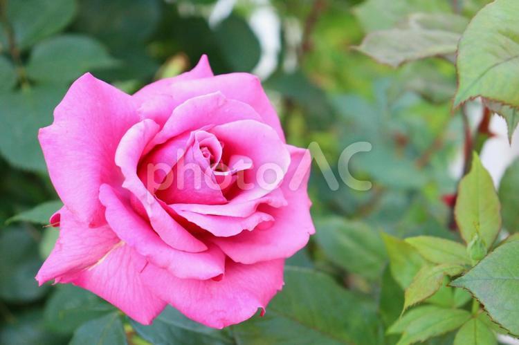 ローズガーデンのピンクの薔薇　３ バラ,薔薇,花の写真素材