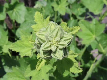 Hollyhock buds, JPG Hollyhock buds, JPG