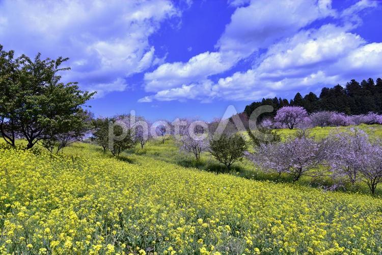 菜の花畑と桜 菜の花,桜,菜の花畑の写真素材
