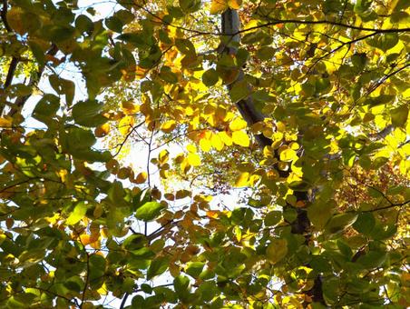 秋の木漏れ日 秋,日差し,木漏れ日の写真素材