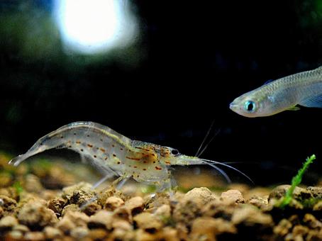 野生メダカとエビのツーショット 野生メダカとエビのツーショット メダカ,めだか,medakaの写真素材