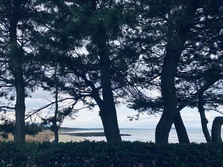木 シルエットの写真