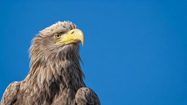 青空を背景にした精悍な鷲 青空を背景にした精悍な鷲の写真
