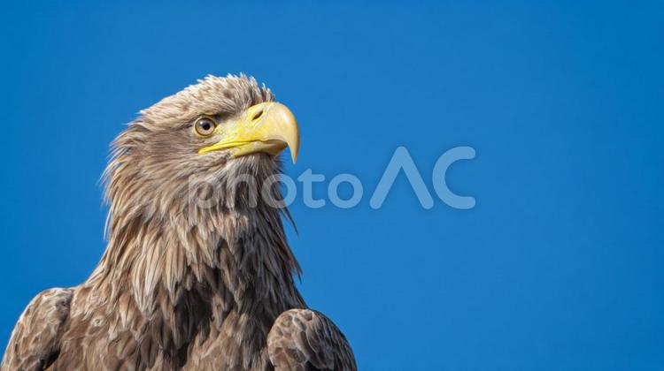 青空を背景にした精悍な鷲 鷲,ワシ,イーグルの写真素材