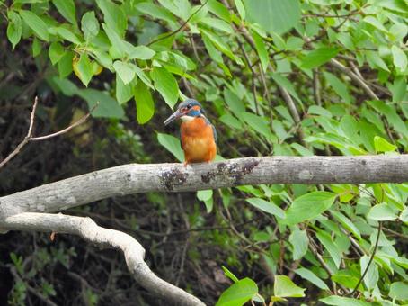 Photo, kingfishers, parenting, bird, 