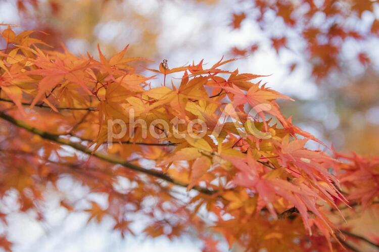 秋色に染まる国営昭和記念公園 昭和記念公園,公園,秋色の写真素材