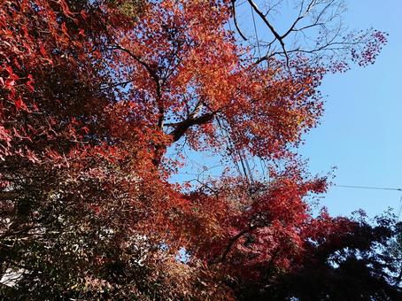 紅葉の季節 紅葉の季節の写真