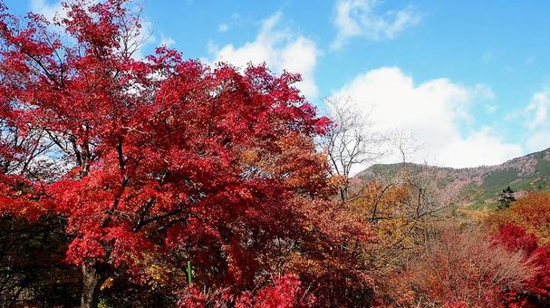 秋の塩原ダム湖畔&山の紅葉(那須塩原市) 秋の塩原ダム湖畔&山の紅葉(那須塩原市) 秋,紅葉,塩原ダム湖の写真素材