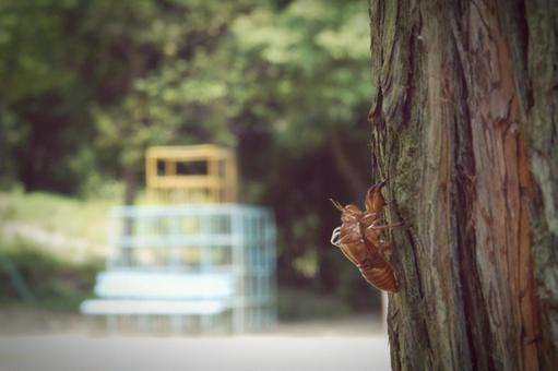 Summer Day, JPG
