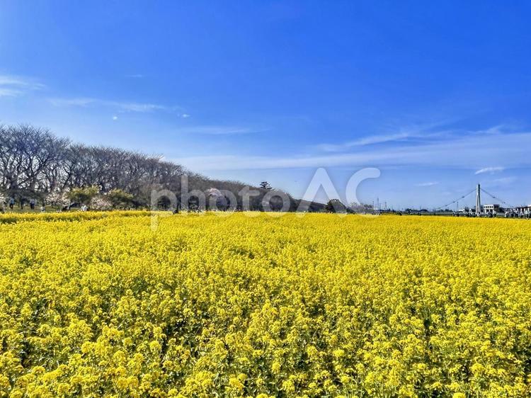 菜の花と桜が咲く春の風景 菜の花,菜の花畑,桜の写真素材
