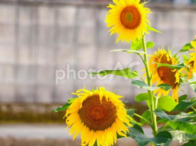 ひまわりは黄色が素敵 ヒマワリ,黄色,夏の写真素材