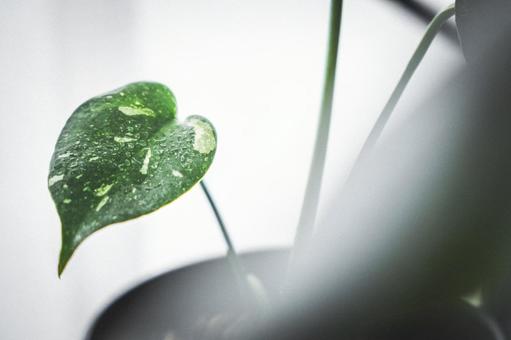植物 植物の写真