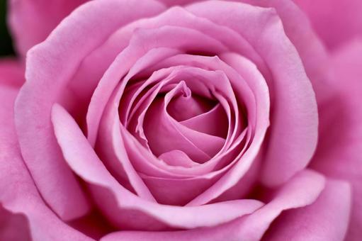 薔薇 薔薇の写真