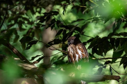 Photo, ao bazook, owl, raptor, 